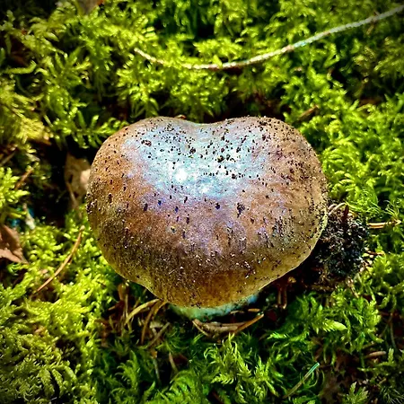 Apartamento De Charme Pied Des Pistes *