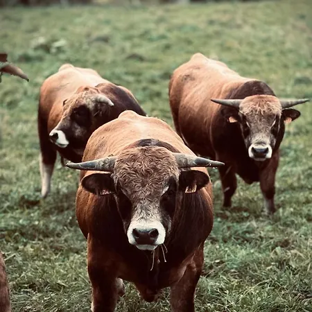 De Charme Pied Des Pistes Apartment