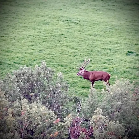 De Charme Pied Des Pistes * Laguiole