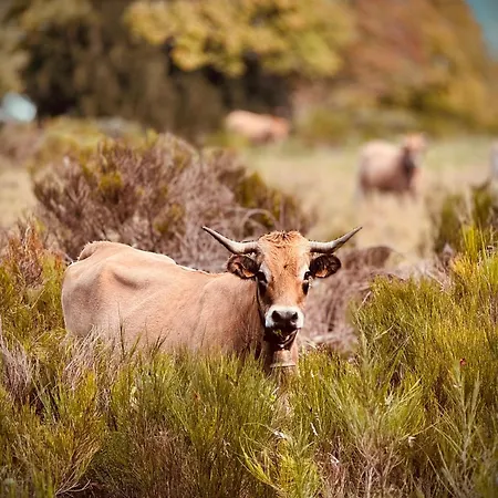Apartment De Charme Pied Des Pistes *