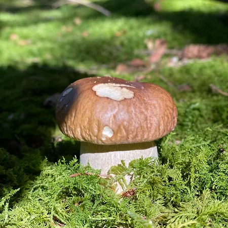 Apartment De Charme Pied Des Pistes Laguiole