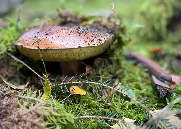 Apartment De Charme Pied Des Pistes